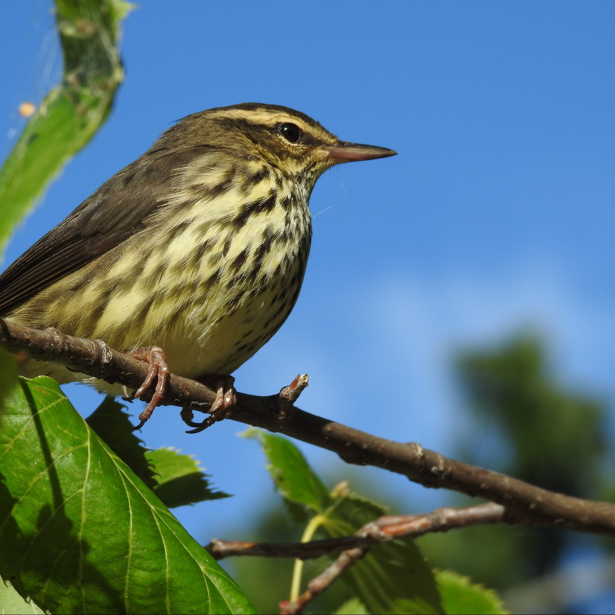 Palm Warbler (juv)